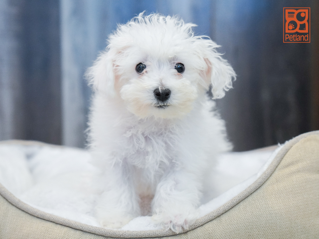Bichon Frise Image #1
