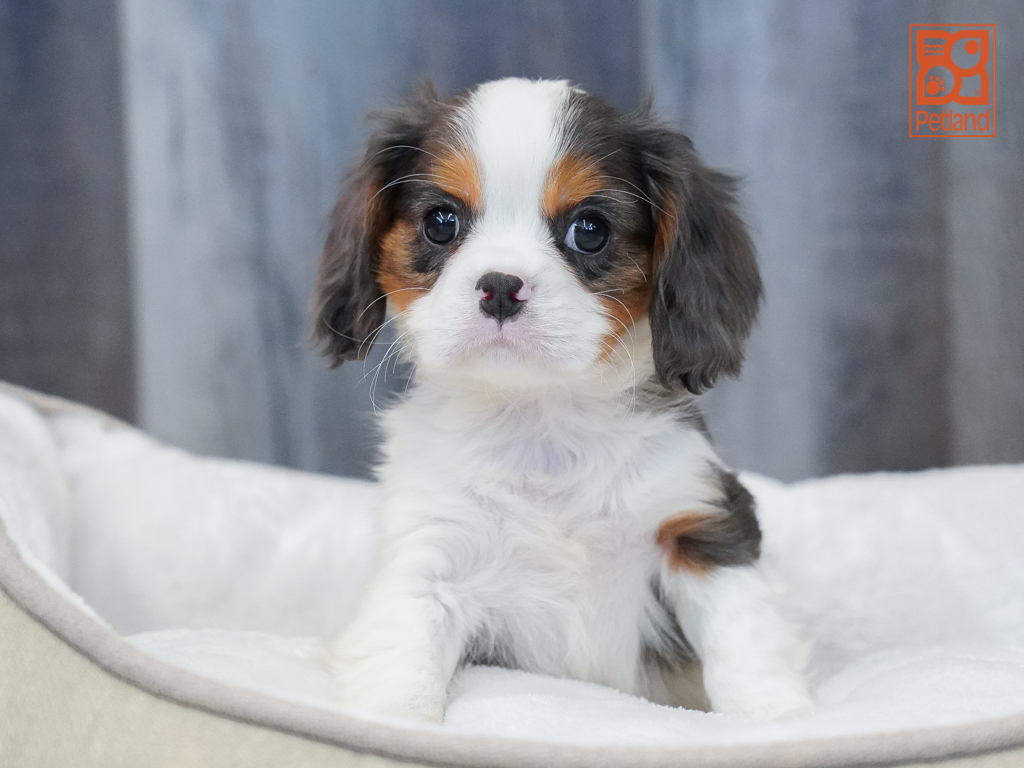 Cavalier King Charles Spaniel Image #1