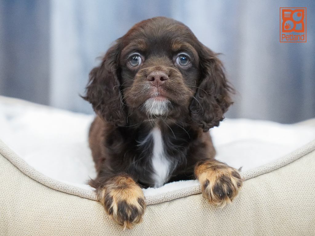 Cockapoo 2nd Gen Image #1